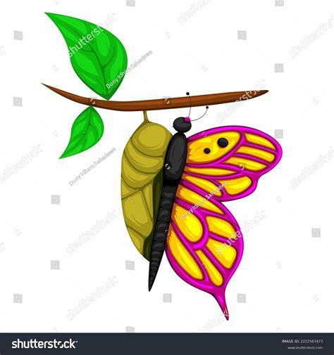 Butterfly Emerging From Cocoon Drawing at Kelvin Brown blog