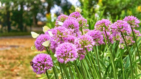 11 plants that repel snakes and keep them away from your yard | Tom's Guide