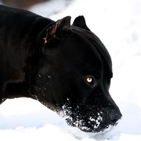 Black Pitbull Dog Outdoors