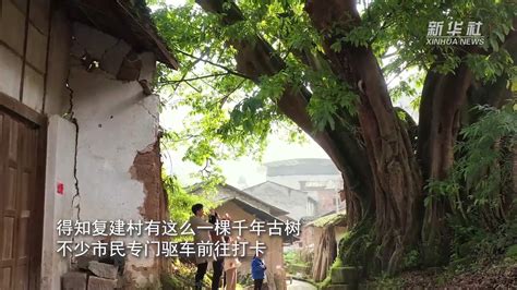 1000岁！重庆最老城市古树是它_凤凰网视频_凤凰网