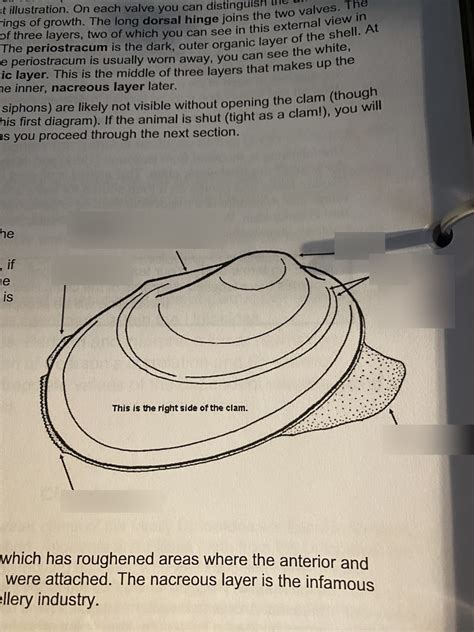 Image result for Muscles Shells