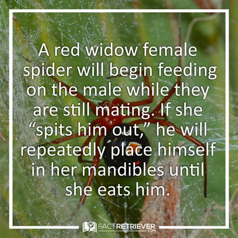 85 interesting facts about spiders – Artofit