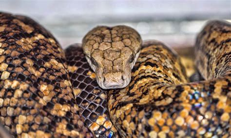 Jamaican Boa Animal Facts - Chilabothrus subflavus - A-Z Animals