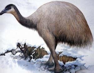 恐鹤称霸南美草原几百万年，它的秘诀是什么