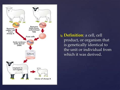Cloning Examples 的图像结果