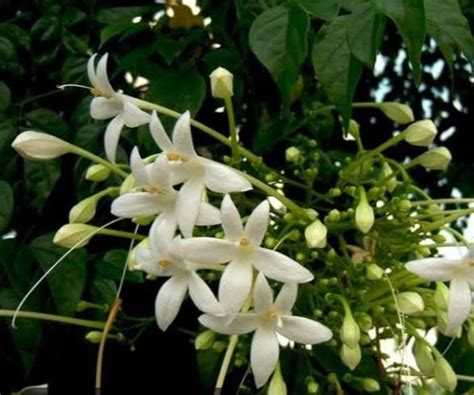 Millingtonia Hortensis, Tree Jasmine, Indian Cork Plants - Live Plants ...