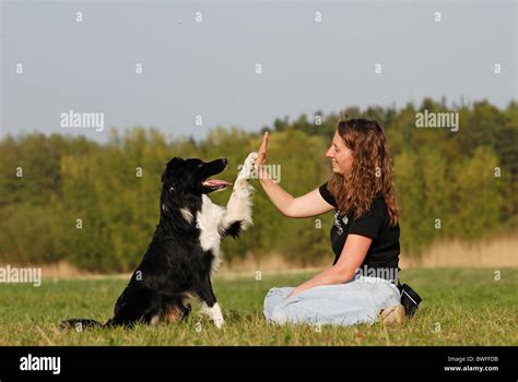 Border Collie Trick Training 的图像结果