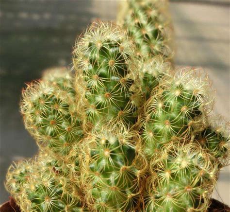 金手指Mammillaria elongata var. intertexta-花卉图片网