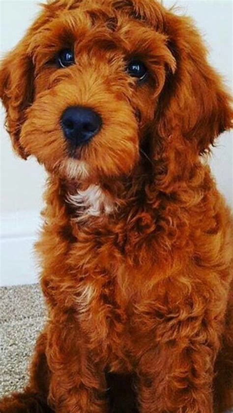 Image result for Dark Red Cockapoo