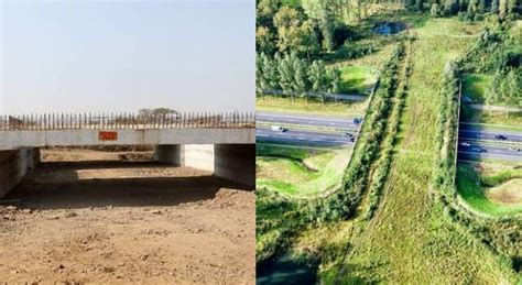 Wildlife Conservation In India: Nagpur Mumbai Expressway Has Animal ...