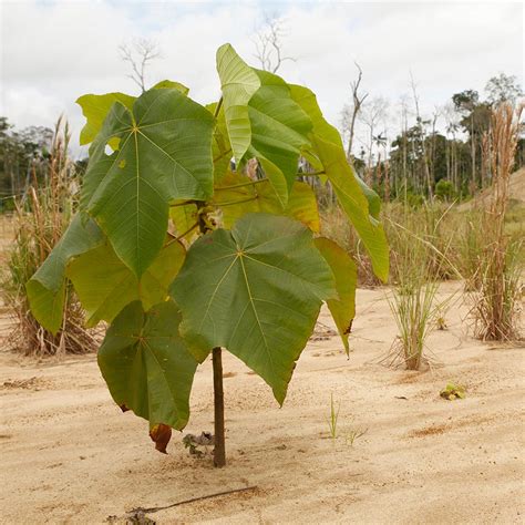 balsa 的图像结果