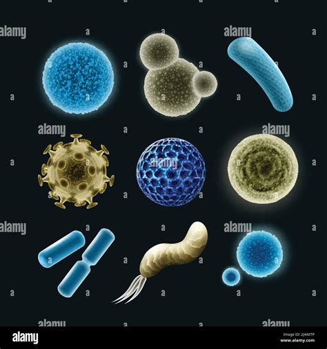 Examples Of Common Bacteria