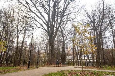 Самое старое дерево Москвы: cr2 — LiveJournal