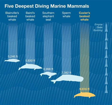 深く潜れる哺乳類 インフォグラフィック | Beaked whale, Mammals, Whale