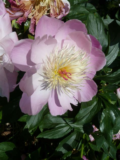 On a Chalk Hillside August 2023, Peonies – which one is which! And late ...