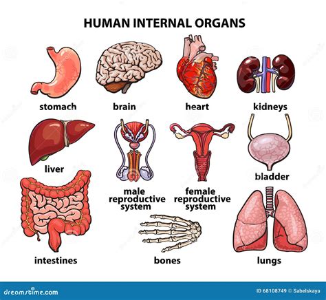 Human Body Organs Man at Martha Gonsalez blog