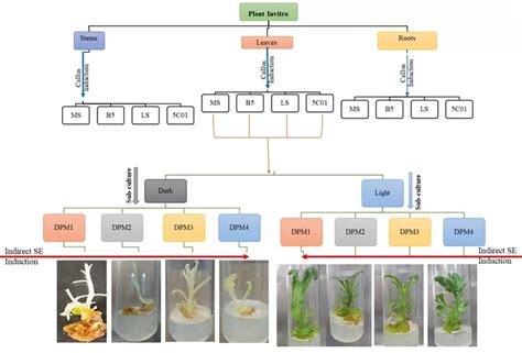 Effect of nutrient media enhanced with plant-growth regulators on ...