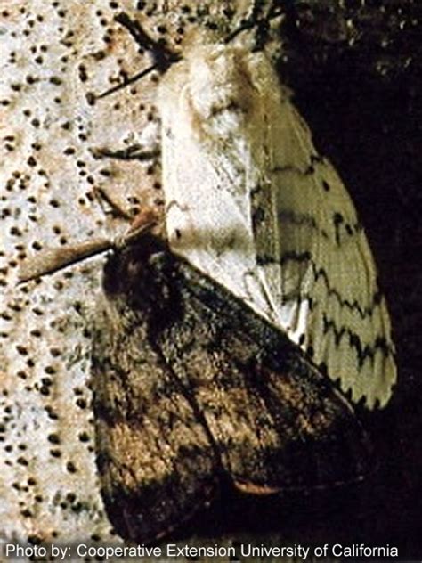 Image result for Gypsy Moth Control