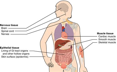 Image result for Types of Tissues