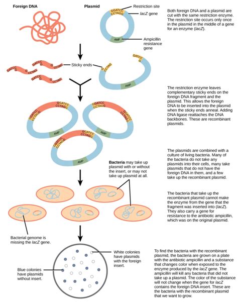 Genetic Engineering 的图像结果