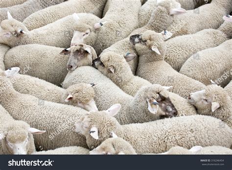1,246 Truck Sheep Images, Stock Photos & Vectors | Shutterstock