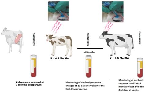 Comparison of Long-Term Antibody Titers in Calves Treated with ...