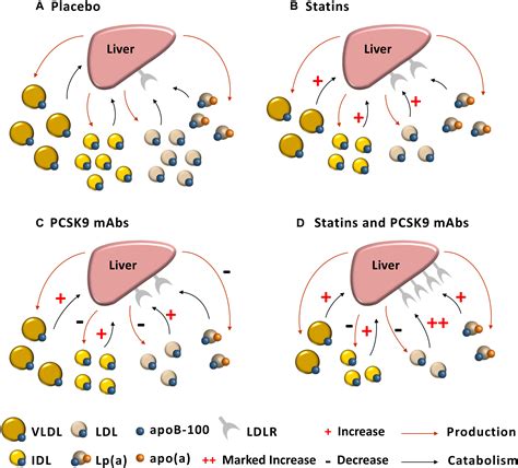 Frontiers | New Insights Into the Regulation of Lipoprotein Metabolism by PCSK9: Lessons From ...