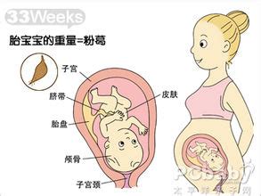 怀孕第33周准妈妈保健需知 - 怀孕第33周天胎儿发育图 - 怀孕第33周要吃什么 - 怀孕第33周注意什么 - 怀孕第33周介绍