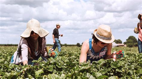 Local Famrers 的图像结果