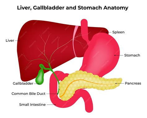 Premium Vector | Liver gallbladder and stomach anatomy spleen pancreas ...