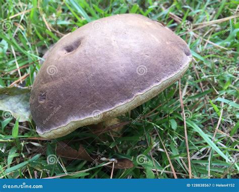 Large Mushroom Growing in the Grass. Stock Image - Image of growing ...