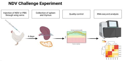 RNA-Seq Profiling in Chicken Spleen and Thymus Infected with Newcastle ...