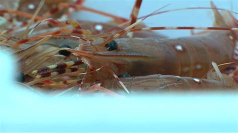 Spot prawn season opens for weekend-long foodie festival in Victoria