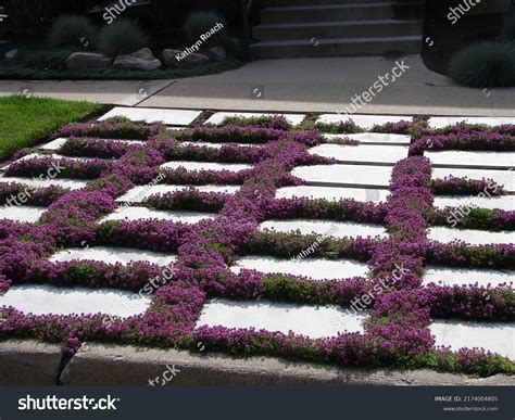Creeping Thyme Pathway