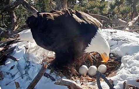 Pair of Big Bear bald eagle eggs show signs of hatching - Orange County ...