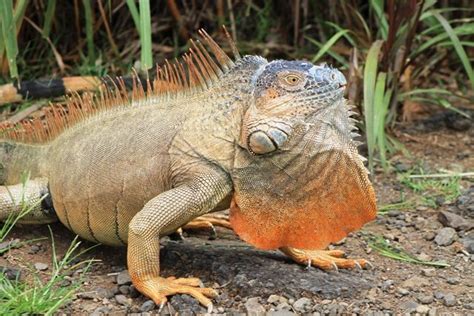 Iguana Attack 的图像结果