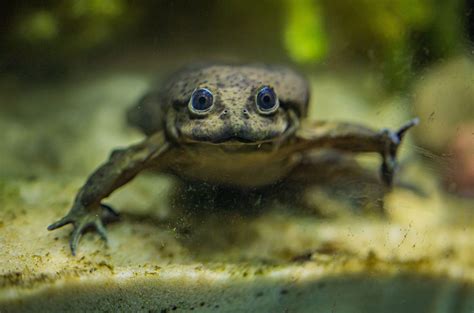 Lake Titicaca frog | Chester Zoo animals