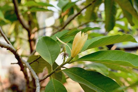 10 Stunning Flowering Trees Found in India – The Affordable Organic Store