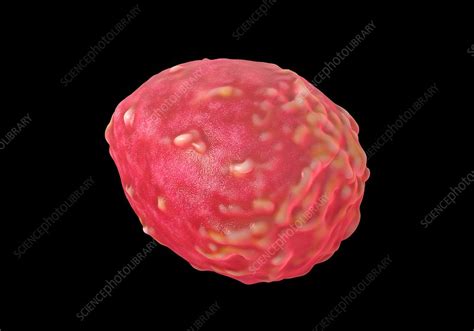 Image result for Monocyte