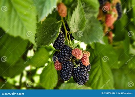 Evergreen Blackberry Grows. Harvest during the Main Season. Ripe and ...