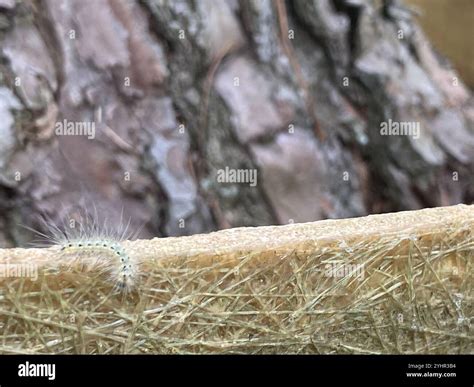 Fall Webworm Moth (Hyphantria cunea Stock Photo - Alamy
