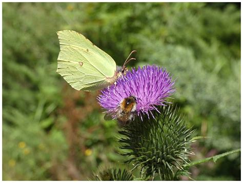 Blanokřídlí (Hymenoptera) - Bobův fotoblog