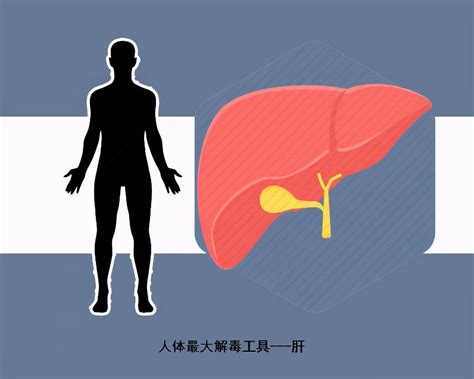 肝恶性肿瘤中期症状表现—肝恶性肿瘤中期能治愈吗 - 医疗机构 - 华网