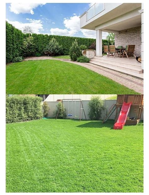 American Bermuda Lawn Grass Seeds, Fast Germination, Heat Resistant ...