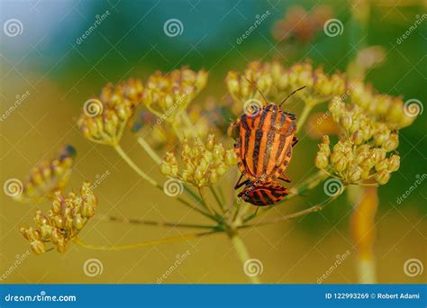 Striped Beetles on Small Flowers at Sunset Stock Image - Image of ...