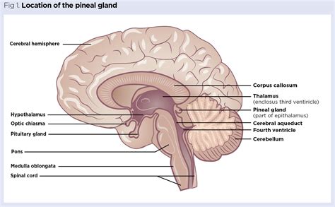 Endocrine system 5: the functions of the pineal and thymus glands | Nursing Times