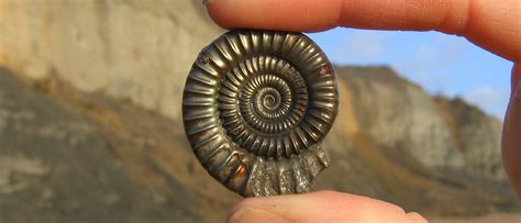 Image result for Fossil Formation Process