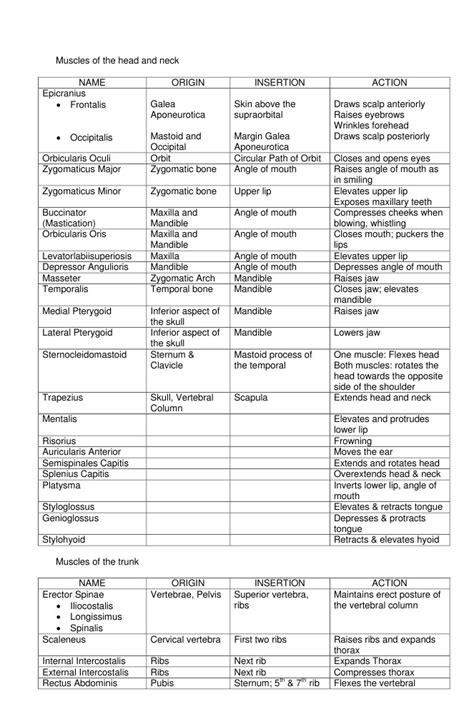 Image result for Example of Muscle Origin