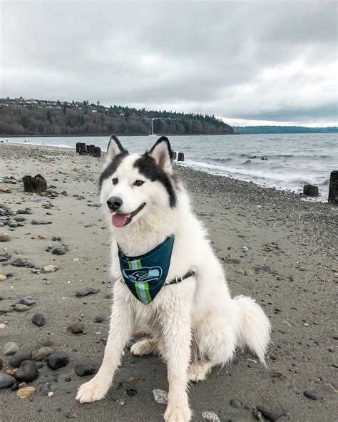 Siberian Samoyed Mix Dogs
