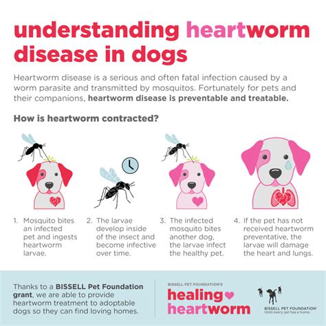 Houston SPCA to Treat 100 Heartworm-Positive Pets With BISSELL Pet Foundation Grant - Houston SPCA